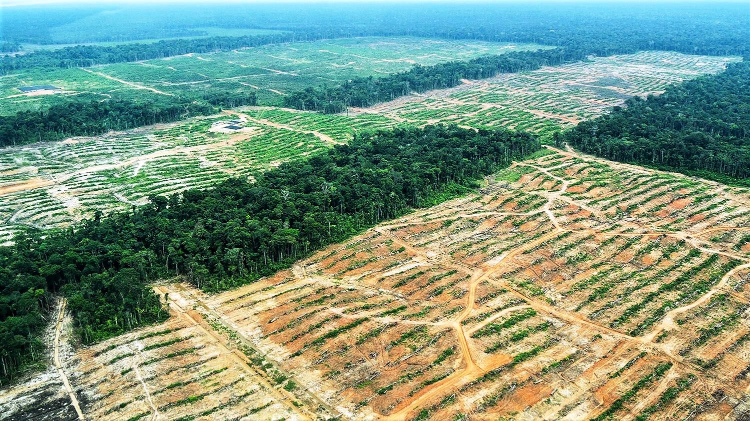 Illegale Abholzung auf der Plantage Cacao del Peru Norte in Tamshiyacu, Loreto, Peru