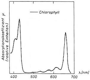 Absorptionsspektrum von Chlorophyll