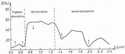 spektraler Reflexionsgrad eines Blattes